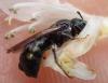 Ceratina sp.